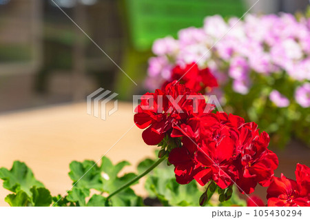 鮮やかな赤いゼラニウムの花 105430294