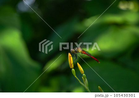 花の蕾にとまるアカトンボ 花の蕾にとまるアカトンボ 105430301