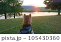 夕日と柴犬 105430360