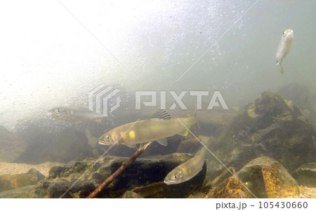 アユの水中写真(琵琶湖) 105430660