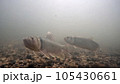 ハスの水中写真(琵琶湖) 105430661