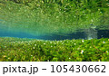 梅花藻(滋賀県、地蔵川) 105430662