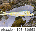 シイラの幼魚 105430663