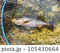 イサキ　磯釣り 105430664