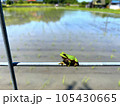 アマガエルと田んぼの風景 105430665