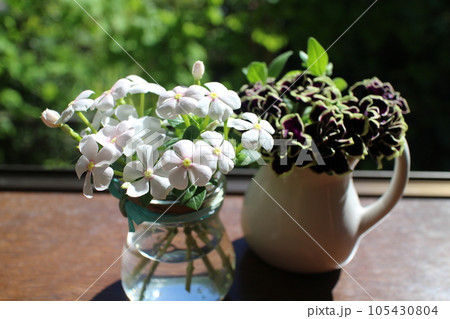 窓辺に切り戻したペチュニアとニチニチソウ 105430804