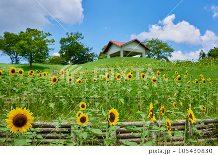 鹿児島市都市農業センター ひまわり畑 鹿児島市都市農業センター ひまわり畑 105430830