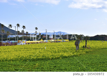愛知県田原市　伊良湖菜の花ガーデン 105430972