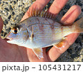 マダイの幼魚　チャリコ 105431217