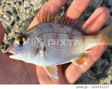 マダイの幼魚 チャリコ マダイの幼魚 チャリコ 105431217