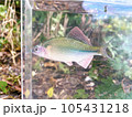 カネヒラの美しい婚姻色 105431218