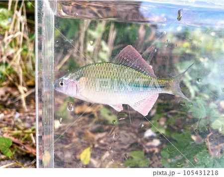 カネヒラの美しい婚姻色 カネヒラの美しい婚姻色 105431218