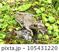 カジカガエル 105431220