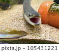 ウナギのあくび 105431221