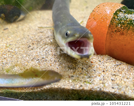 ウナギのあくび 105431221