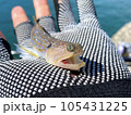 エソ 105431225