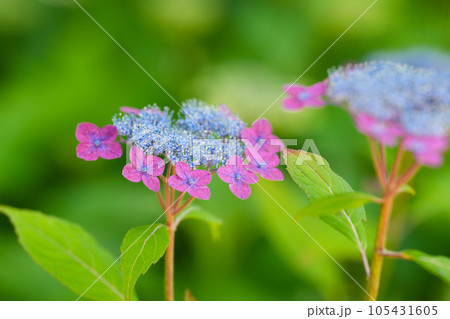 赤いヤマアジサイ 赤いヤマアジサイ 105431605