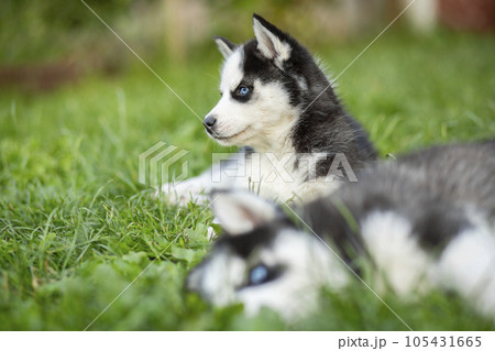 Cute siberian husky puppy with blue eyes sitting in green grass on a summer day 105431665