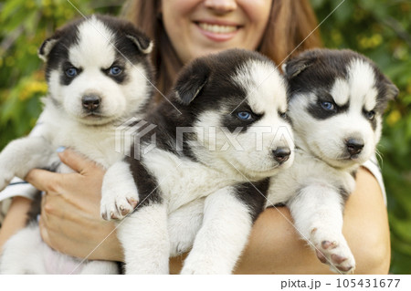 Woman holding three wonderful purebred husky puppies in her hands. 105431677