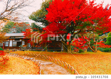 小石川後楽園の庭 小石川後楽園の庭 105431708