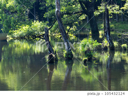 大戸川源流の鶏鳴の滝周辺の渓流風景 大戸川源流の鶏鳴の滝周辺の渓流風景 105432124
