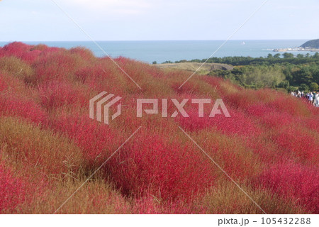 ひたち海浜公園のみはらしの丘に咲く、真っ赤なコキアとコスモス。 105432288