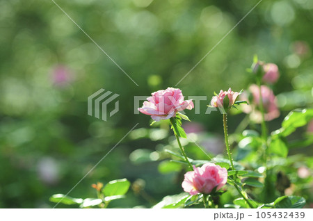 近所で見たバラの花 105432439