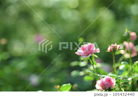 近所で見たバラの花 105432440