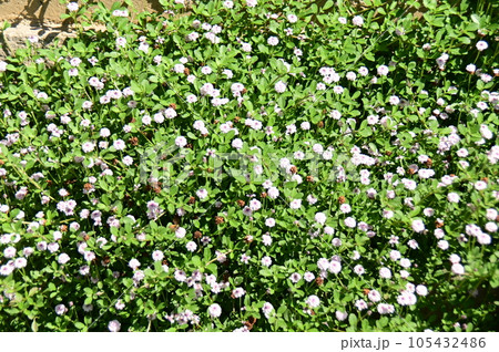 白い花の咲くグランドカバー 白い花の咲くグランドカバー 105432486