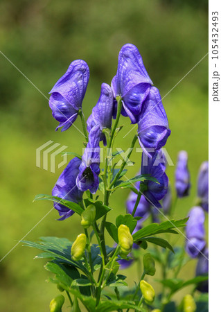 イブキトリカブト 105432493