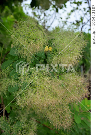 スモークツリー スモークツリー 105433187