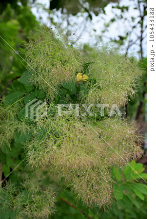 スモークツリー スモークツリー 105433188