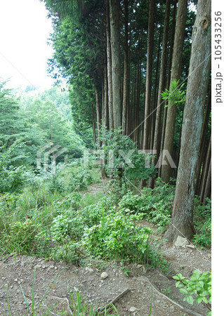 杉ノ尾根（川苔山分岐～瘤高山：東京都西多摩郡奥多摩町） 105433256
