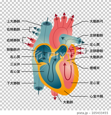 心臟功能和血流圖解2 心臟功能和血流圖解2 105433455