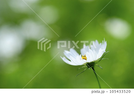 秋桜 秋の花 秋桜 秋の花 105433520