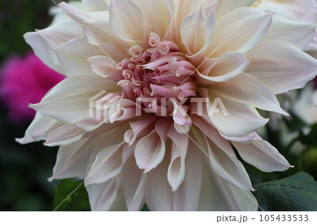 様々な花姿が魅力的なダリアの花 105433533