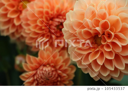 花色が鮮明で豪華なダリアの花ー二十 105433537