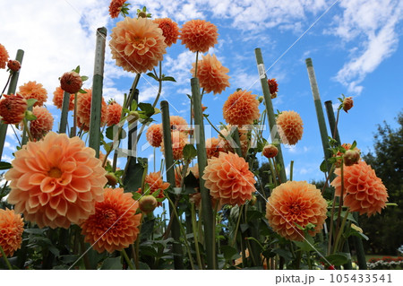花色が鮮明で豪華なダリアの花ー十五 105433541