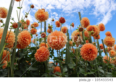 花色が鮮明で豪華なダリアの花ー十三 105433543