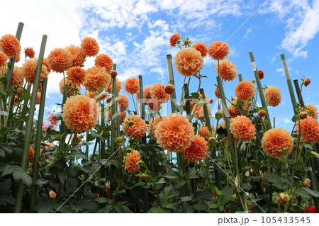 花色が鮮明で豪華なダリアの花ー十一 105433545