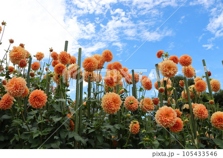 花色が鮮明で豪華なダリアの花ー拾 105433546