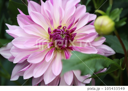 華やかで豪華なダリアの花は花壇の主役ー十二 105433549