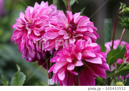 華やかで豪華なダリアの花は花壇の主役ー九 105433552