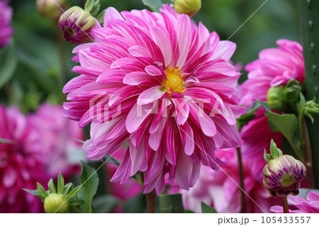 華やかで豪華なダリアの花は花壇の主役ー五 華やかで豪華なダリアの花は花壇の主役ー五 105433557