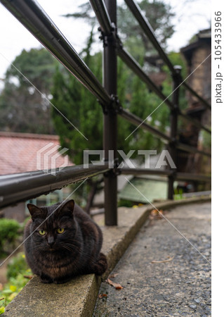 猫　猫の細道　尾道市 105433966
