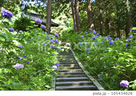 愛知県幸田町　本光寺　東御廟所へ続く階段のアジサイ 105434026