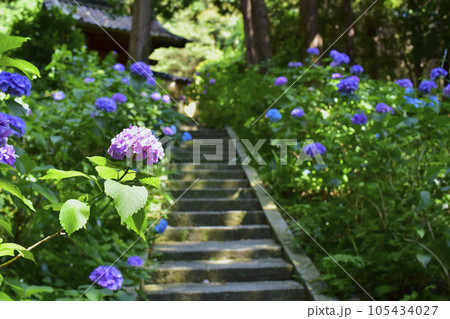 愛知県幸田町　本光寺　東御廟所へ続く階段のアジサイ 105434027
