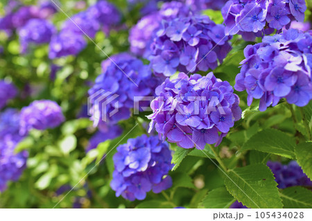 愛知県幸田町　本光寺の紫陽花 105434028