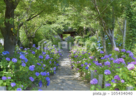愛知県幸田町　本光寺参道の紫陽花 105434040