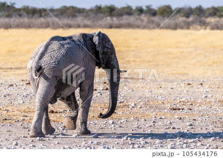 Elephants leaving a waterhole Elephants leaving a waterhole 105434176